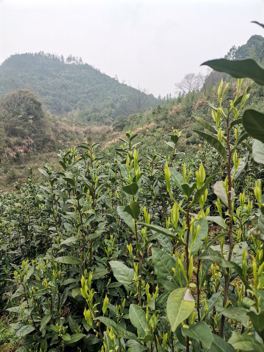 Seven Cups tweet media