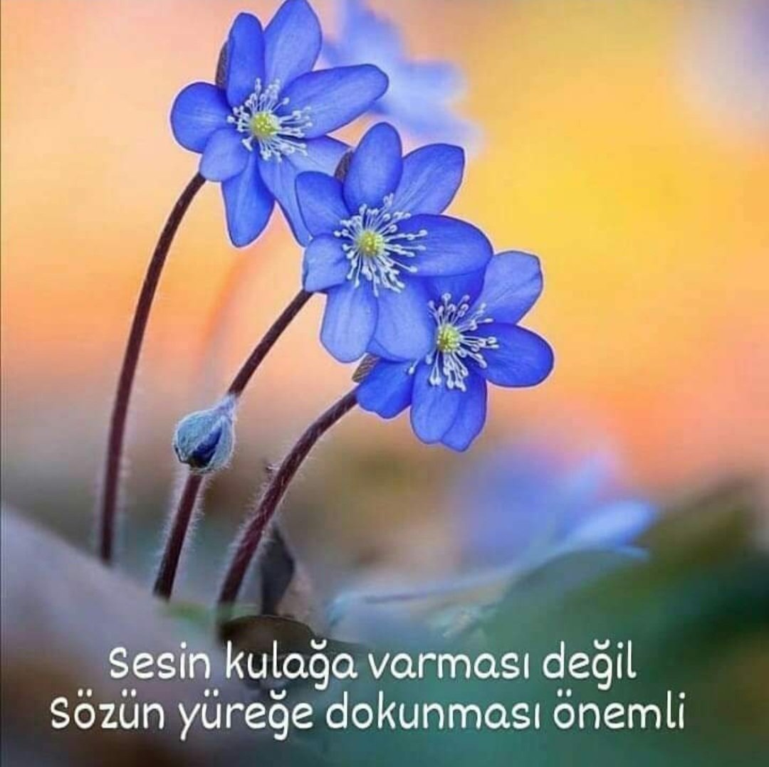 Gün Akşamda ⭐️
#iyiaksamlar