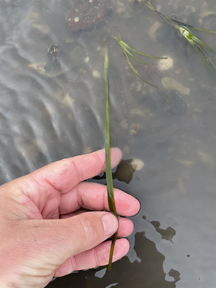 Good day with #TeamSeagrass from #RestorationForth monitoring the #eelgrass restoration on the Tyne Sands. Top effort @SeabirdCentre @TheEcology_1 @Berriedhen123 and of course thanks for leading @thomsen_esther