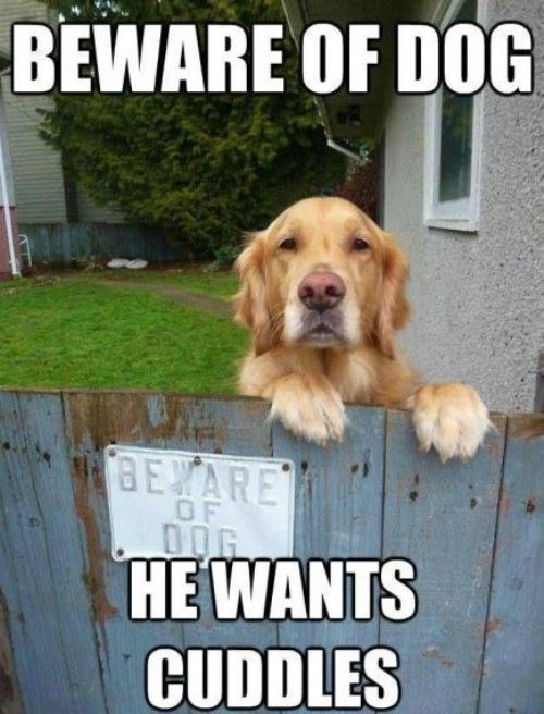 Doggo Tweets tweet media