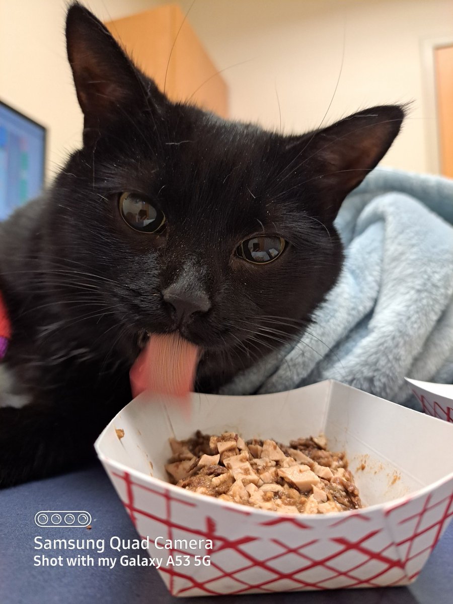HealingPurrsPaw's tweet photo. Finkin of @SusanMo49929905‘s sweet furbaby #CadyBug, who had her 1st #Angelversary on Aug. 17f, wif #LUVnREMEMBRANCE ❤️🌈🌟
#HealingPurrsPawty #pawcircle #AngelGang #OTRB https://t.co/QQREEhbu7O