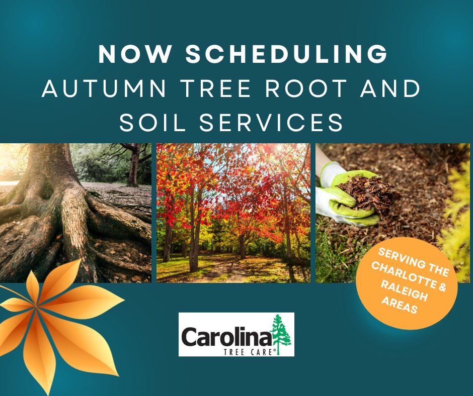 CarolinaTree1's tweet photo. With the kids starting school soon and fall decorations back in stores, fall is just around the corner! Now is the time to schedule the fall tree root and soil services your tree needs to face the colder weather ahead. Request a consultation today! https://t.co/w74f5Gsjl2 https://t.co/pQ1QZz91Xe