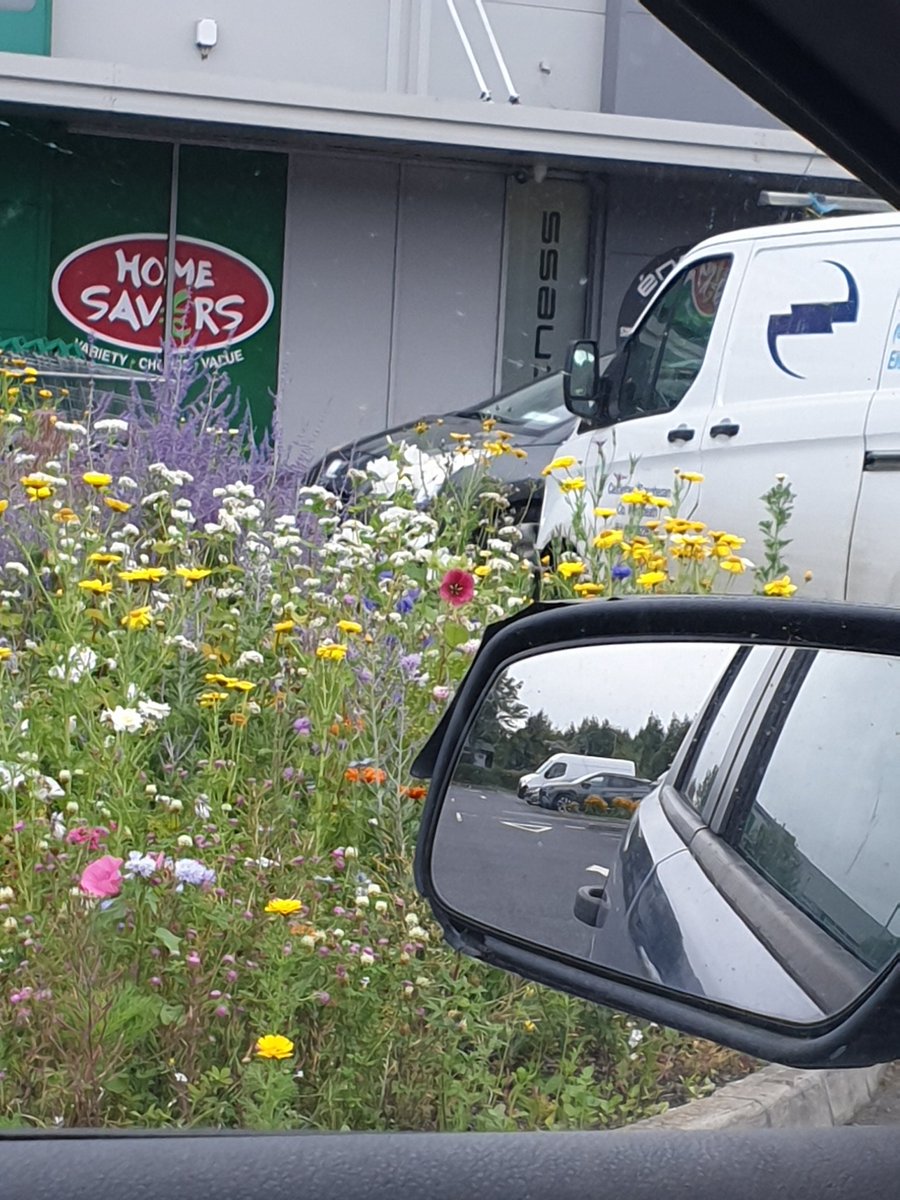 TheresaRyder_'s tweet image. Well done #lakepoint shopping centre #mullingar for the most beautiful wild verge car park #climateaware #SustainableLiving