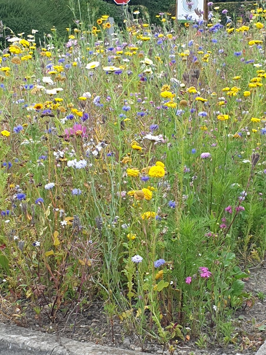 TheresaRyder_'s tweet image. Well done #lakepoint shopping centre #mullingar for the most beautiful wild verge car park #climateaware #SustainableLiving