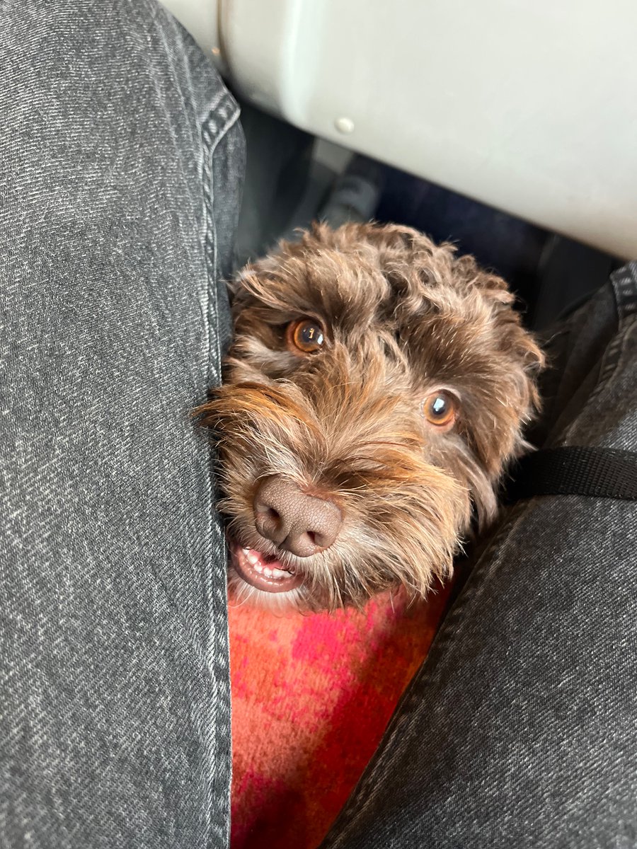 If anyone needed comfort on the timeline today, here’s Ivy on a train.