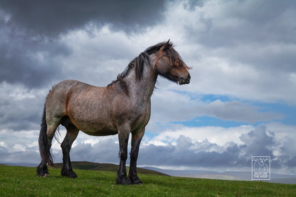 Roandale Jean II - magnificent bay roam Dales pony mare last weekend 🥰🐴