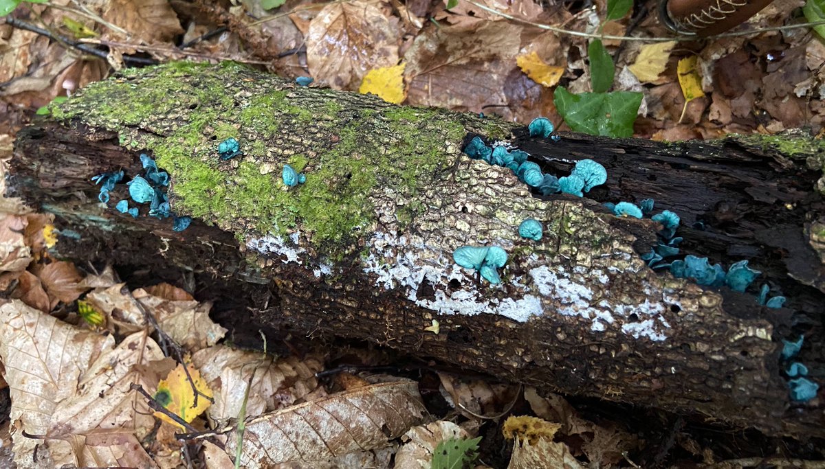 bernoid's tweet photo. #LogOfTheWeek covered in Green Elfcup https://t.co/TU4cZffqhl