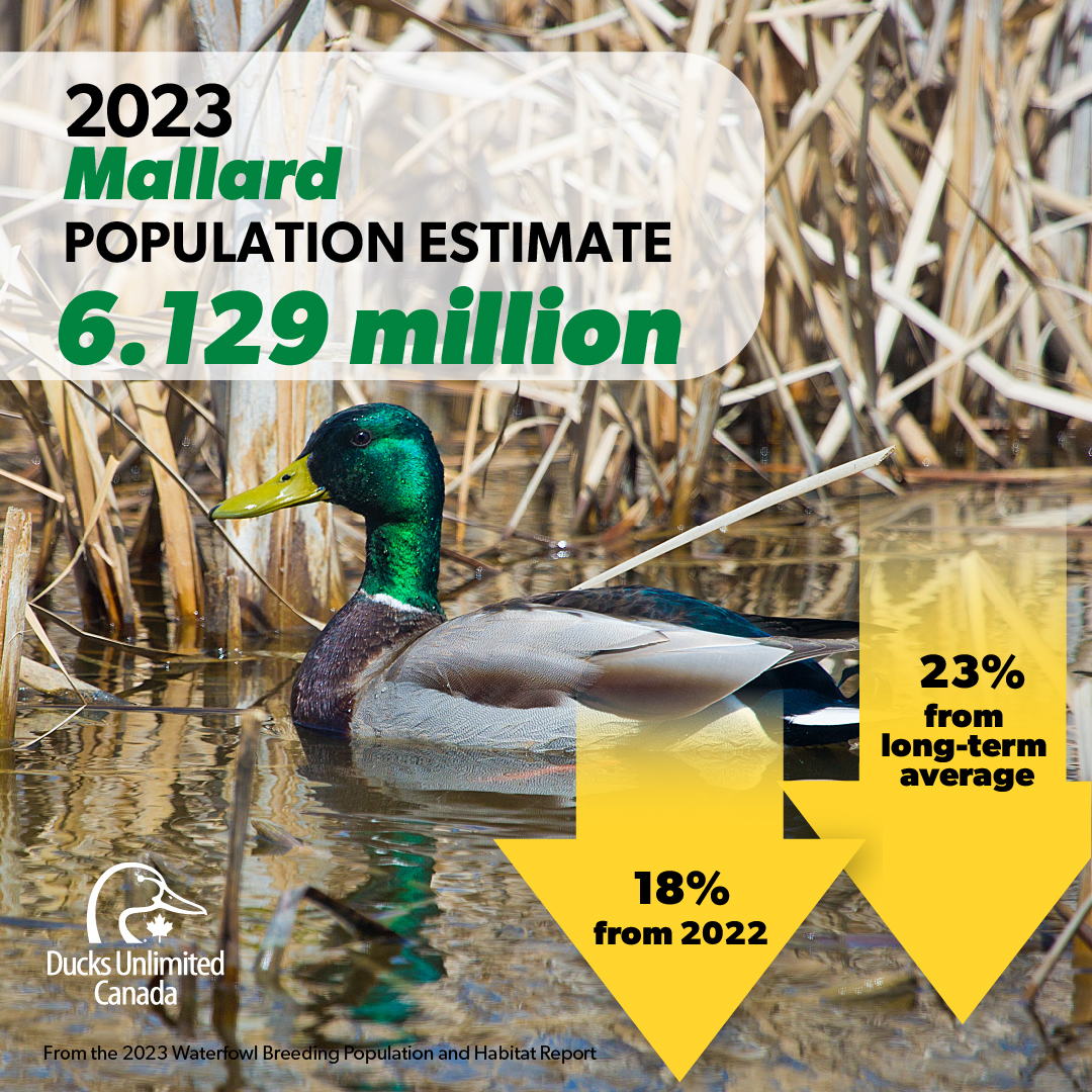 ducanada's tweet photo. Mallard numbers are down, green-winged teal are up—the 2023 Waterfowl Breeding Population and Habitat Report has dropped! Find the highlights and trends, species by species ➡️ https://t.co/kd25aJgP3p 

#WaterfowlSurvey23 #waterfowling #wetlandconservation #hunterconservationist https://t.co/biyqiHkIhn