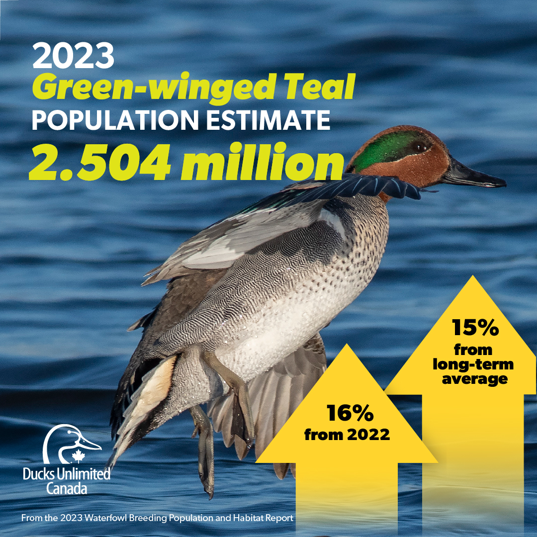 ducanada's tweet photo. Mallard numbers are down, green-winged teal are up—the 2023 Waterfowl Breeding Population and Habitat Report has dropped! Find the highlights and trends, species by species ➡️ https://t.co/kd25aJgP3p 

#WaterfowlSurvey23 #waterfowling #wetlandconservation #hunterconservationist https://t.co/biyqiHkIhn