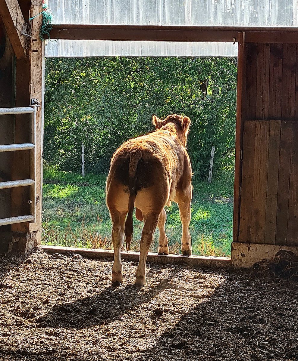 Beerus68862638's tweet photo. Quand tu hésite entre dedans et dehors... #FrAgTw #limousin #polled https://t.co/NwJ6XWnlOq