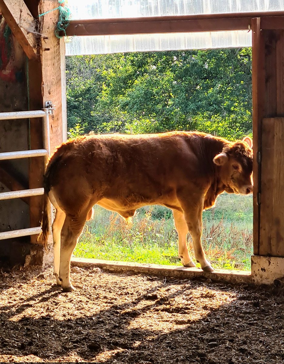 Beerus68862638's tweet photo. Quand tu hésite entre dedans et dehors... #FrAgTw #limousin #polled https://t.co/NwJ6XWnlOq