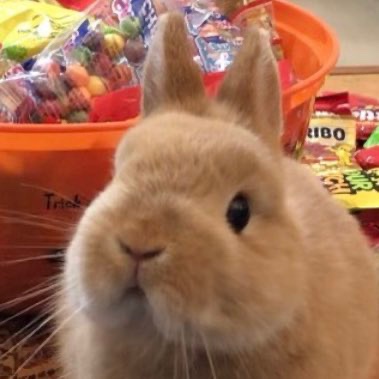 bunkoo pics !! 🐰💜 tweet media