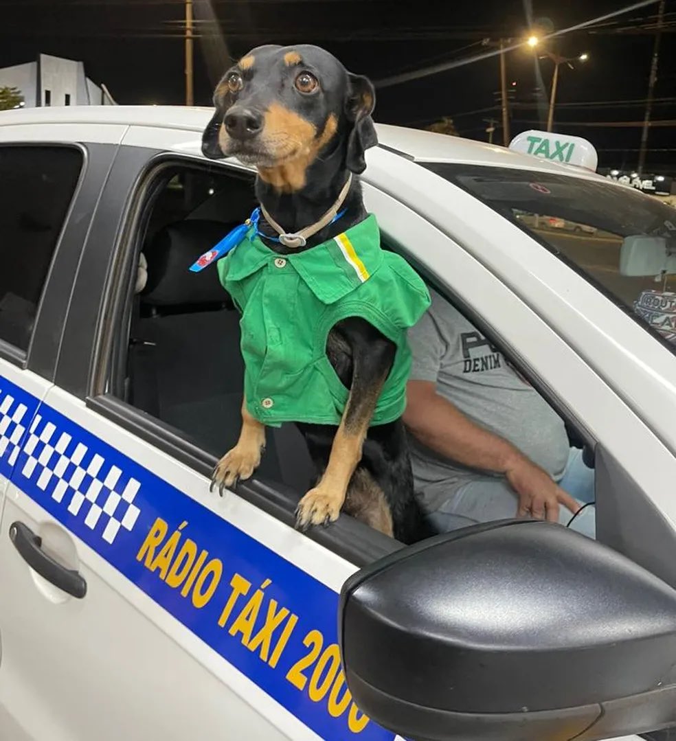 🚨BRASIL: Cãozinho abandonado que virou frentista de posto de gasolina é promovido e se torna gerente do estabelecimento, em MT.

O salário do pequeno Rex, que tem uniforme e crachá, é pago em forma de ração nos horários certos, conforto e muito carinho (G1).