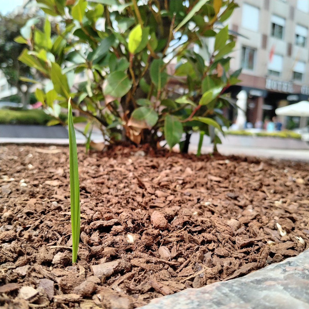 New beginnings... Been slack, not posting. Quite busy looking for work so I can eat next month haha

Not sure if it's actually growing or if somebody planted hoping it will take root. Let's see

#naturePhotography
#urbanPhotography