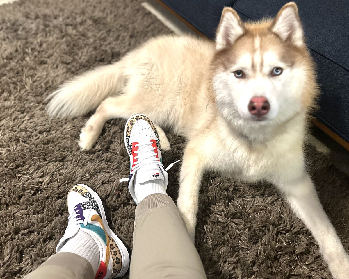 shilohnsam's tweet photo. Good morning yall say hi to my boy Noah he said what??? Its day 4 of #dunksondeck #weekoflows and #back2school #petday @rickdubb @Mr_Miller1 @trudyspeaks #nike #sneakerfreaker #kotd
#nike #kicks #kickstagram #dailysole #kicksoftheday #Irkicksondeck https://t.co/3gS3pP5mcs
