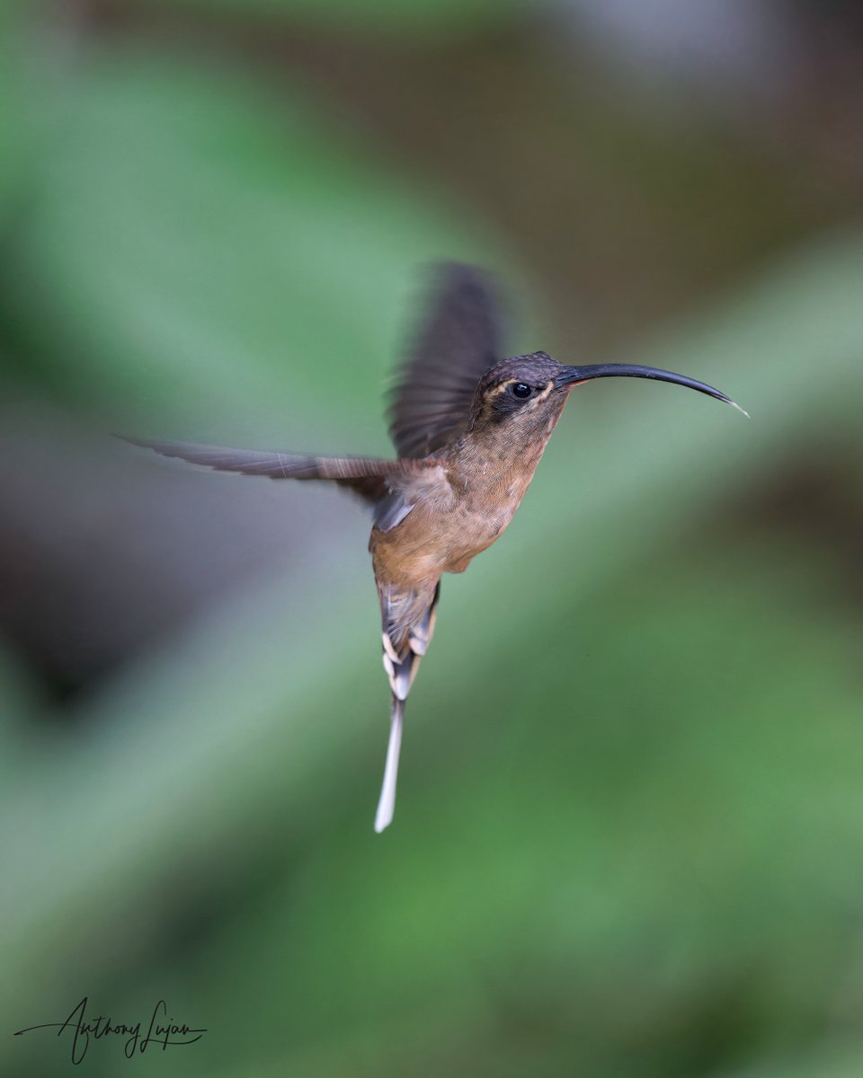 anthonylujan's tweet photo. Great-billed Hermit
Phaethornis malaris
Status - Least Concern
Waqanki Lodge, Moyobamba, Peru
Sony A1 - Sony 600mm
#ALhummingbirdinflight

#greatbilledhermit #hermit #hummingbird #colibrí #beijaflor #Trochilidae #hummingbirds #peru #hummingbirdsofperu #nuts_about_birds #earthc... https://t.co/jezy70IqFc