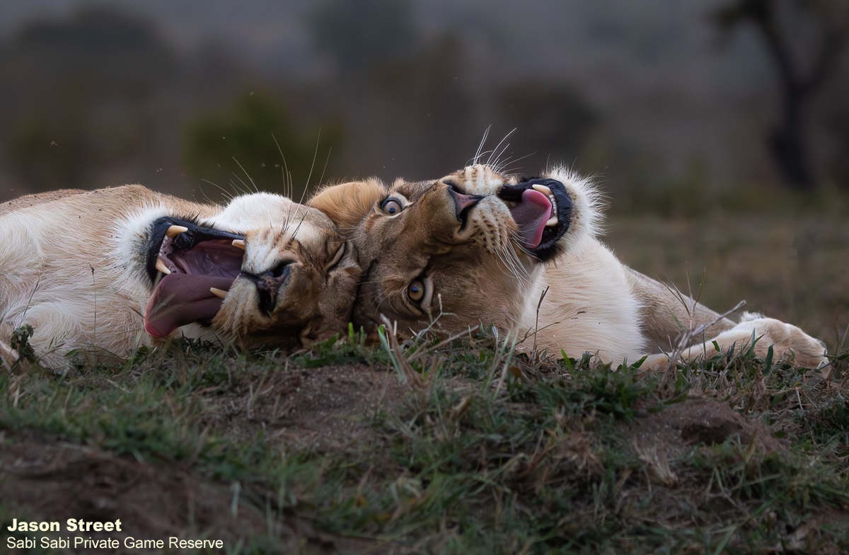 SabiSabiReserve's tweet photo. As the sun started setting, we made a last loop before stopping for sundowners. We made our way to one of the watering holes and to our surprise the Southern Pride had the same idea. We sat watching these incredible females before heading off.
#safari #sunset #lionpride https://t.co/WQ42ssqfFL
