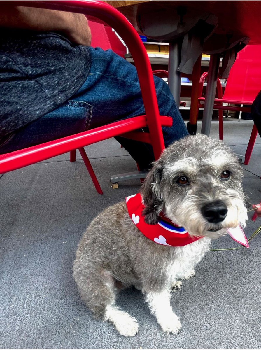 JoeDogsGasBar's tweet photo. βοΈ πΆ The Joe β¦β¦. Dog days of summer are back!!
Zoey came by for her bandana!
Bring your four-legged friends to Joe's PAWtio and get an official Joe Dogβs bandana.
Be sure to tag us #joedogs so we can share the pups!
** while supplies last. https://t.co/ye7BeZhC1c