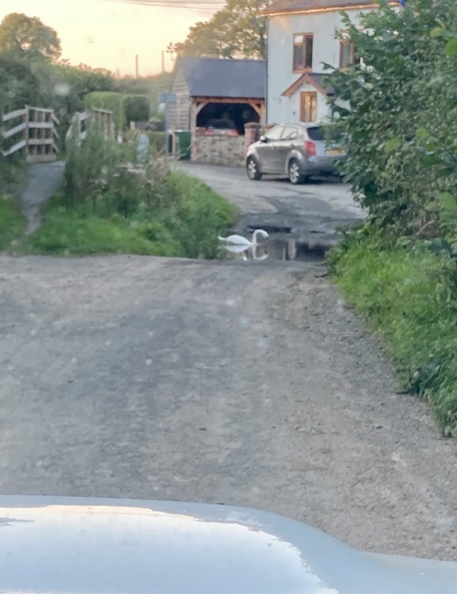rooalston's tweet photo. When sometimes the shortcut works out to be longer. Traffic jam at the ford this morning! #cyberswan #nature #Shropshire @db_digest  @cybersecboardrm @10DowningStreet https://t.co/cTzE9XDMfi