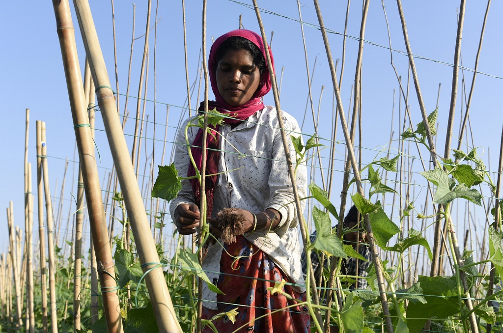 Northeast India can prosper through smart, youth-centric agriculture
downtoearth.org.in/blog/agricultu…
#NorthEast #Himalayas #agriculture