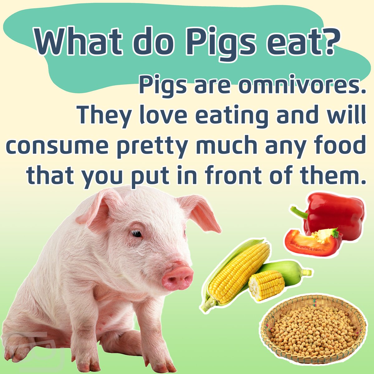 Lookout Lunch Box tweet media