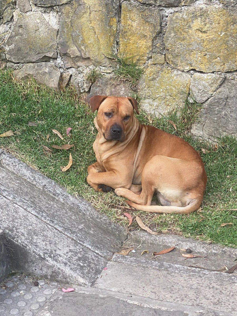 piedrahitangela's tweet photo. ⚠️Este perrito se encuentra en este momento en el parque de la calle 70 con cra 1. Alguien lo conoce? #Bogota @MONYRODRIGUEZOF  @losbuscamos_col  @VLADDO  @HELIODOPTERO @CoraimaTorresD https://t.co/pS9AW0uRE4