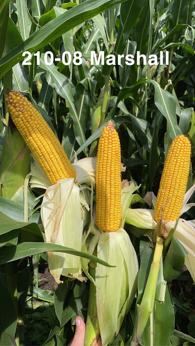 Michael Mullins (@eagleagronomist) on Twitter photo These two New Channel Products are on there way to an Awesome yield path! Looking forward to seeing the combine putting corn on the cab!!@ChannelSeed, <a href="/Channel_MO/">Channel Missouri</a>, <a href="/BayerTraits/">Bayer Traits & Systems</a>,<a href="/ty_barten/">(short) Corn Guy</a>,<a href="/AllianceAgSolu1/">Alliance Ag Solutions</a>,<a href="/StaleyCraig/">craig</a> These two New Channel Products are on there way to an Awesome yield path! Looking forward to seeing the combine putting corn on the cab!!@ChannelSeed, <a href="/Channel_MO/">Channel Missouri</a>, <a href="/BayerTraits/">Bayer Traits & Systems</a>,<a href="/ty_barten/">(short) Corn Guy</a>,<a href="/AllianceAgSolu1/">Alliance Ag Solutions</a>,<a href="/StaleyCraig/">craig</a>