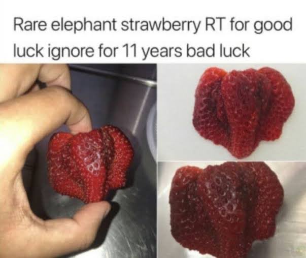 dopaminedrank's tweet photo. strawberry elepant https://t.co/Inu9KfDRls