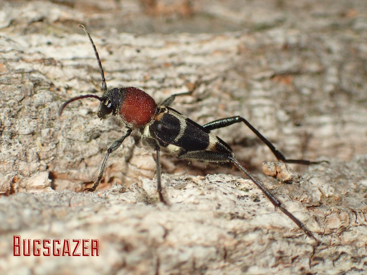 世界一難しい恋．

クビアカトラカミキリ
(Xylotrechus rufilius rufilus Bates, 1884, Kubiaka-tora-kamikiri)