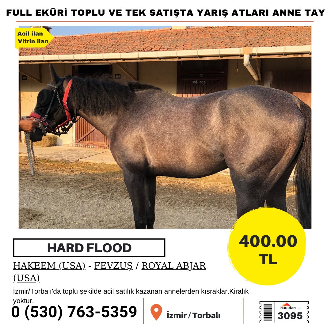 haradancom's tweet photo. Full eküri toplu ve tek satışta yarış atları anne tay
https://t.co/p66DJ97nSl

İzmir/Torbalı'da toplu şekilde acil satılık kazanan annelerden kısraklar.Kiralık yoktur.
#yarışatı #izmir #annetay #torbalı #at https://t.co/5cczb0ssu9