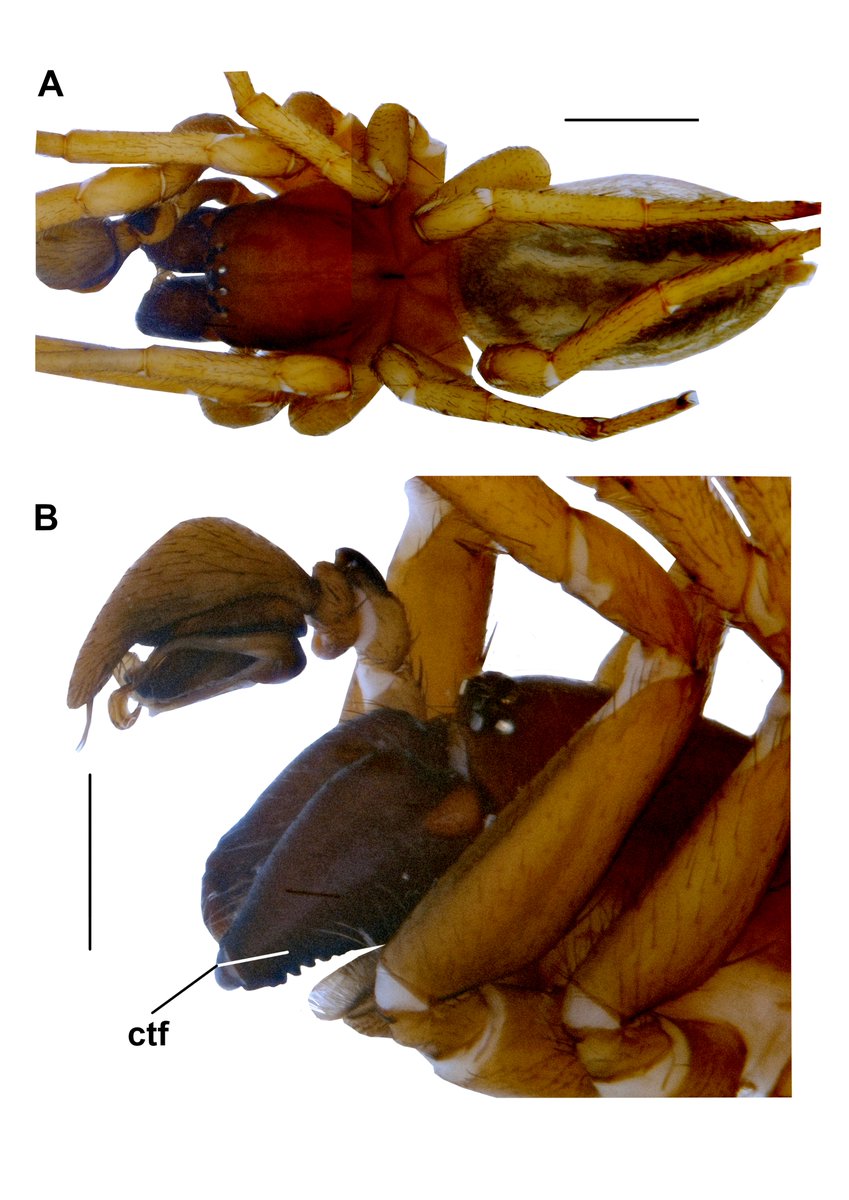 BioDataJournal's tweet photo. 🕷️A #NewSpecies of the desid #spider genus Paracedicus is described from Turkey🇹🇷, including a key to species and a distribution map.

📜Read more: https://t.co/CgkqOQjwA6

#Araneae https://t.co/LcRlbVQ9Os