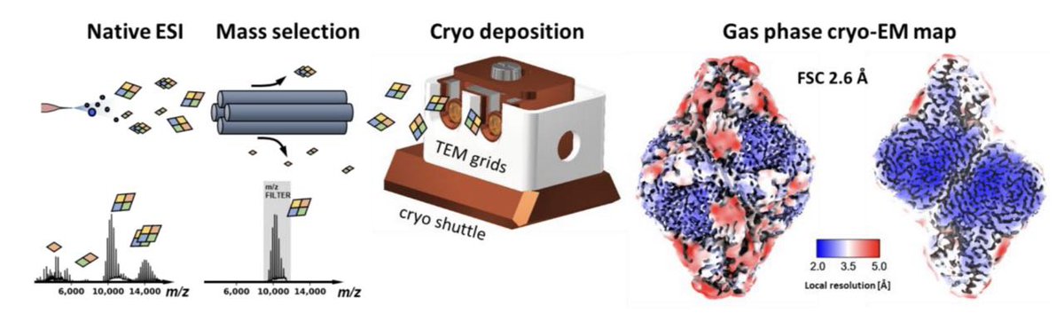 We used #nativeMS electrospray ion beam deposition (ESIBD) to make samples for #cryoEM: mass-filtered, soft-landing deposition, cold substrate, in-situ ice growth, clean+cold transfer...we find...
@ESIBDLab with many colleagues
@OxfordChemistry @KavliOxford 
#structuralbiology