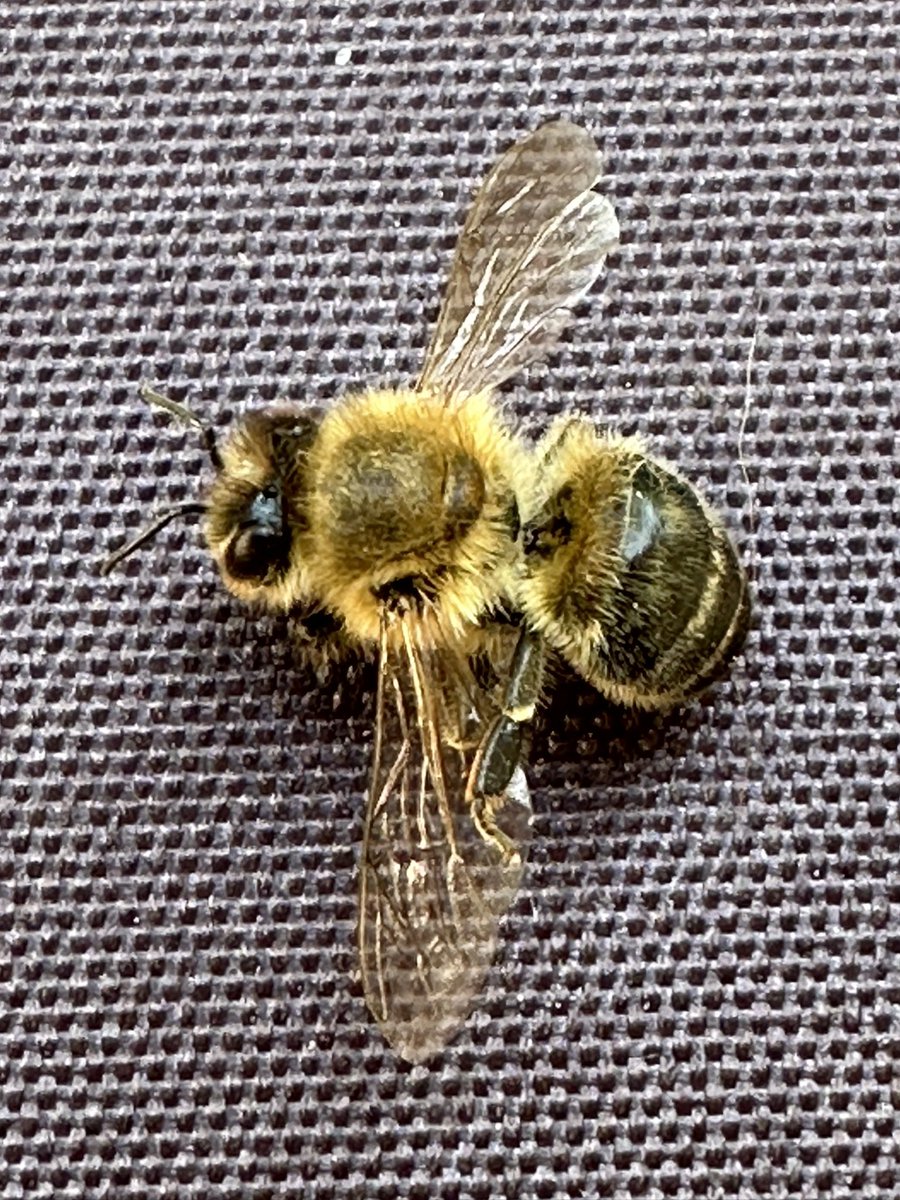 MmeLindl's tweet photo. Eine Wespe und eine Biene duellieren sich auf meinem Kopf, verfangen in meinen Haaren. Ich wäre gern etwas hysterisch gewesen. K3 hat mutig - trotz seiner krassen Wespenallergie - die beiden aus meinen Haaren gekämmt💪 https://t.co/41phEmvWWl