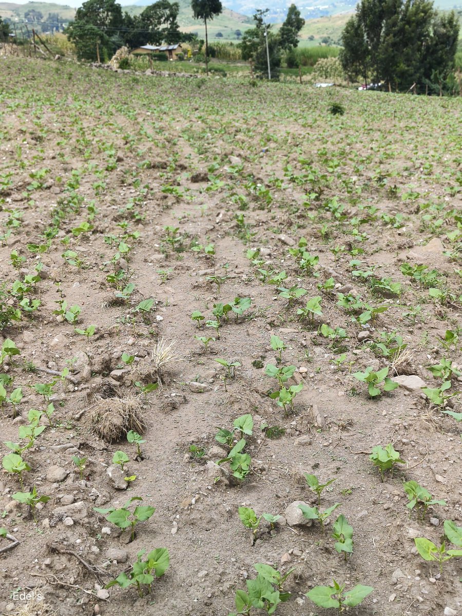 CleotildaJ's tweet photo. Trust the Process, farming presents unforeseeable risks.
A quick check on progress on the Rose coco 15days after planting.
#Farmingisfun
@Chero_Sharon @ckiprono_ @KachileiLevy https://t.co/S1yr0VQ67m