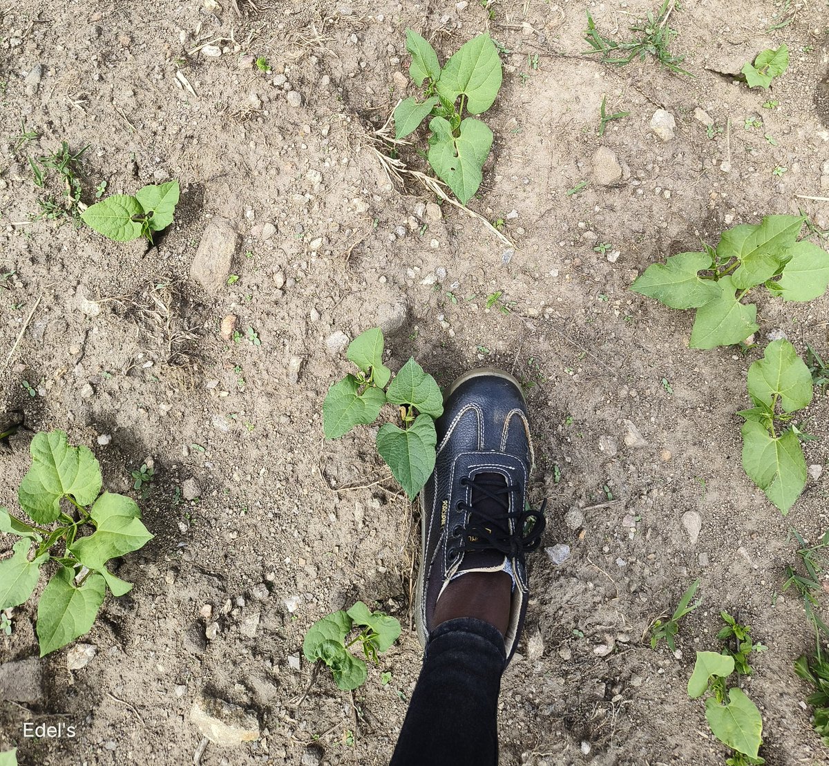 CleotildaJ's tweet photo. Trust the Process, farming presents unforeseeable risks.
A quick check on progress on the Rose coco 15days after planting.
#Farmingisfun
@Chero_Sharon @ckiprono_ @KachileiLevy https://t.co/S1yr0VQ67m