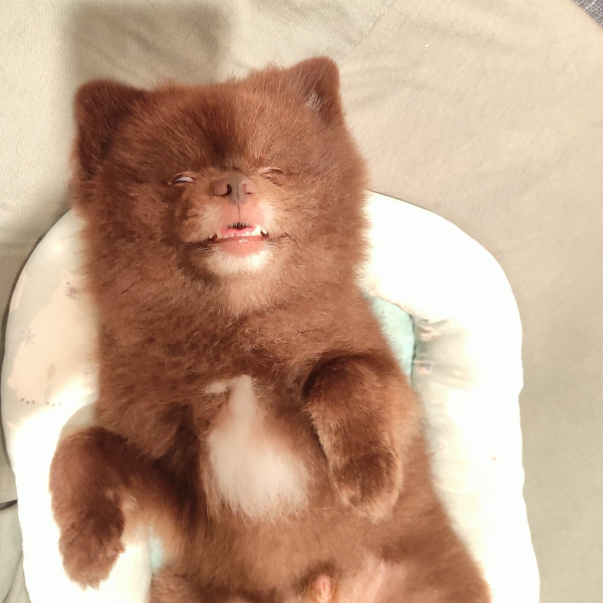 Myamu_Suke's tweet photo. 最近妖怪化してきてへんか…
これが犬の寝顔なんか…

#変な犬 https://t.co/OWtz2yjsim