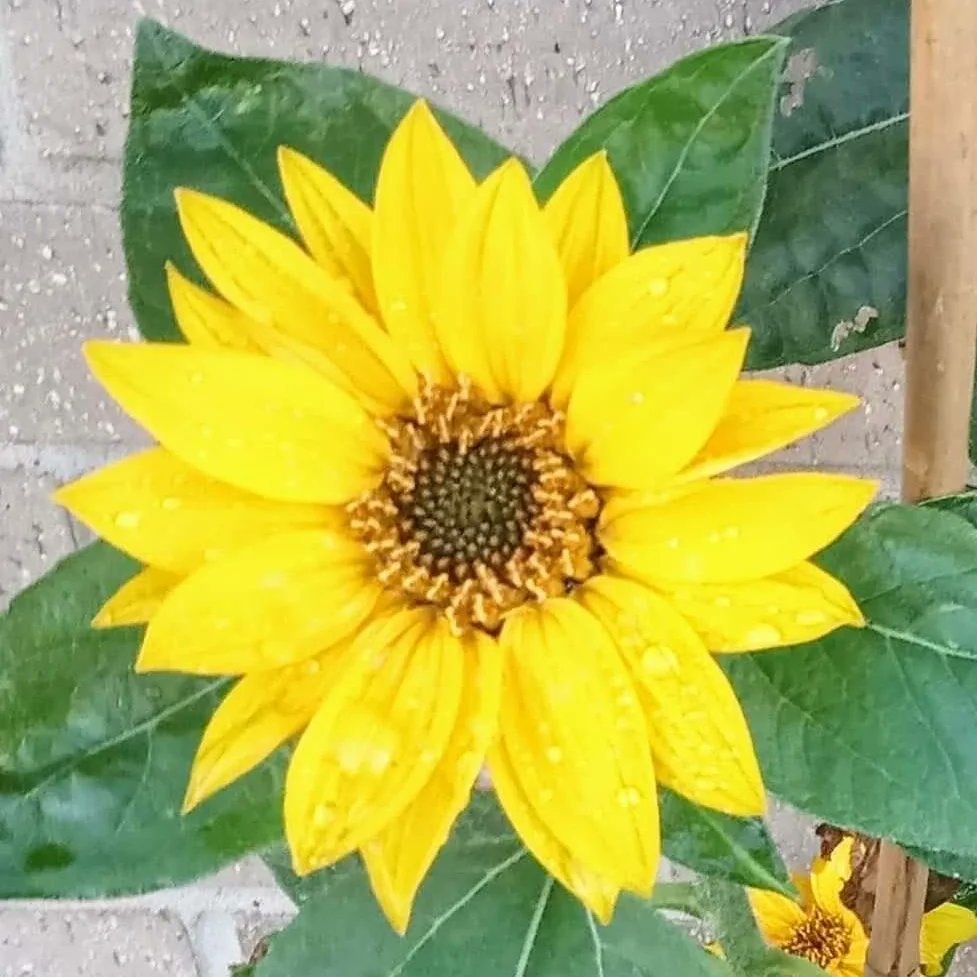 WARKWORTH SHOW is TOMORROW and preparations are underway for our biggest &amp; best show ever! 
The weather forecast is good ☀️ so come and join us - Sat 19 August 2023 at Warkworth Castle from 10am.
The show schedule can be found on our website warkworthshow.co.uk 
🌻🌻🌻🌻🌻