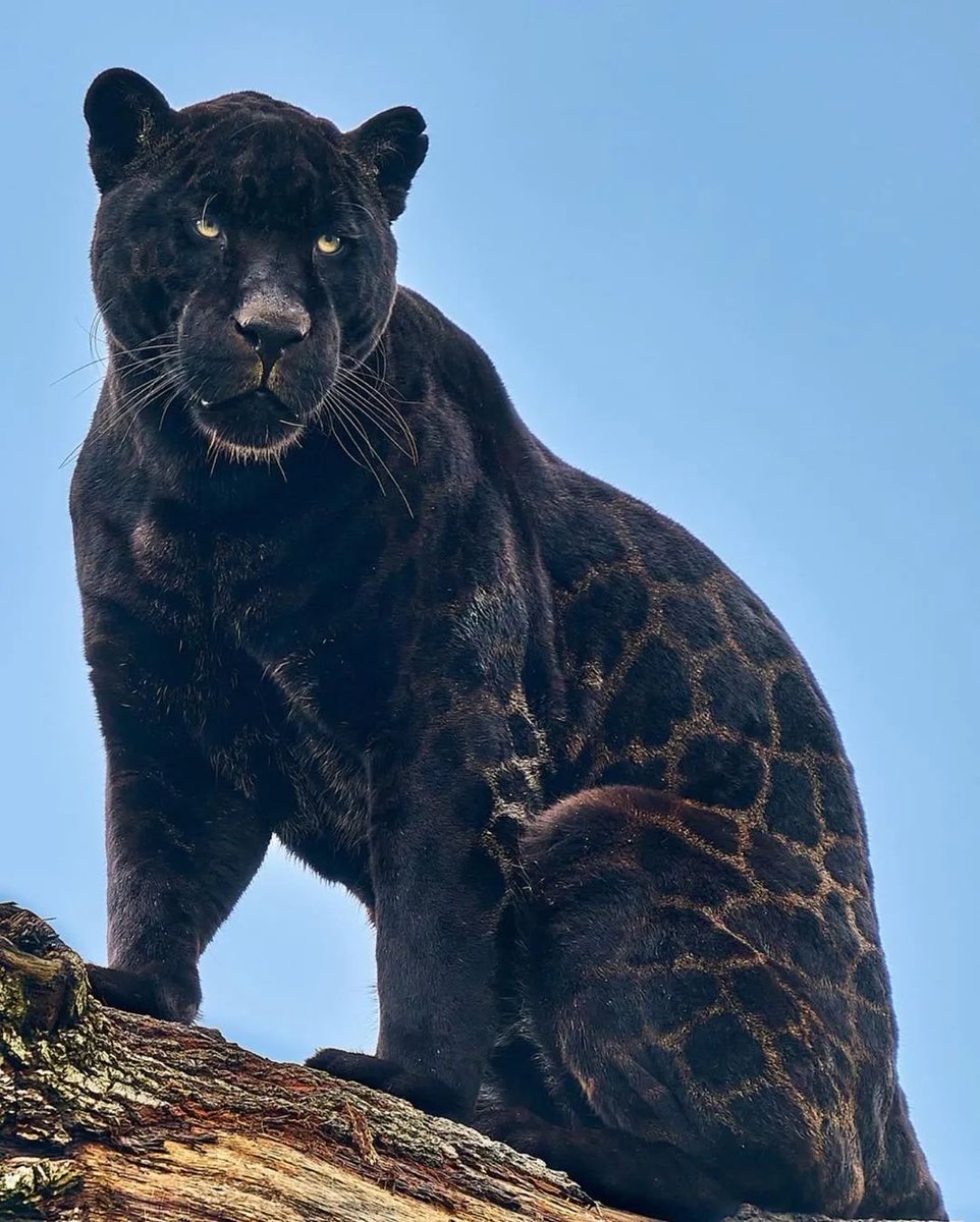 O animal mais incrível do planeta, onça-pintada.   

📷 Cam Whitnall