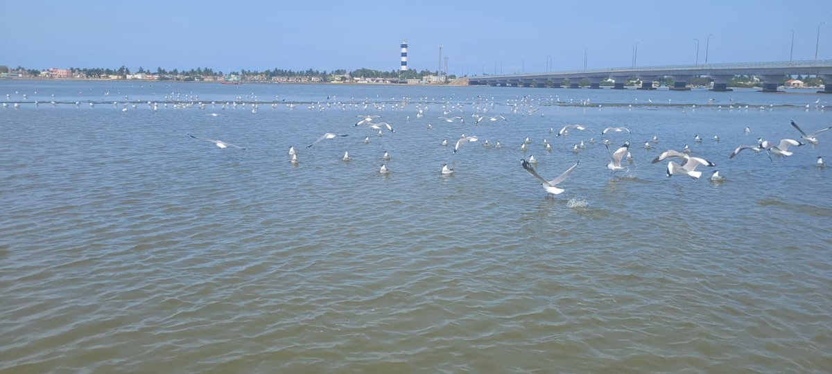 Shruthi Kottillil tweet media