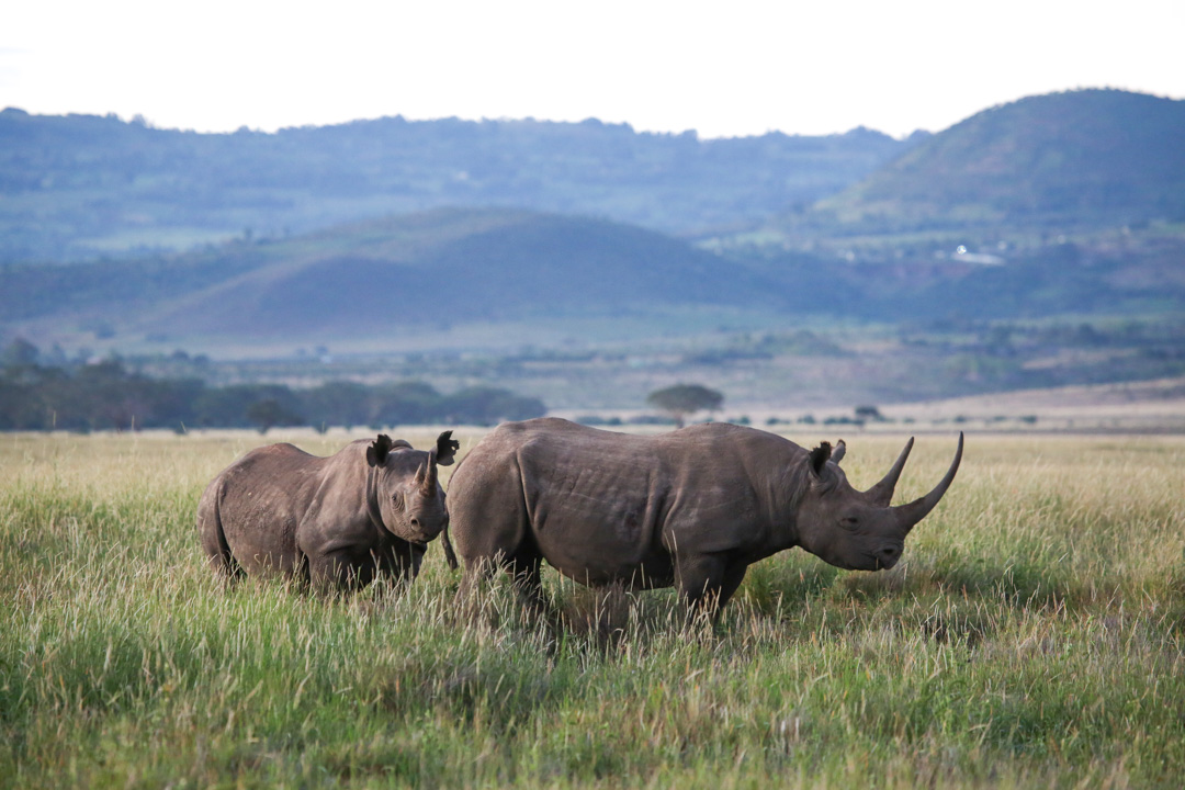 The Lewa-Borana Landscape is now home to 262 rhinos (132 black and 130 white)!🥳This marks an exciting increase from last year’s 255 rhinos.  

📷 Jimmy Rutherford  

#SaveTheRhinos #ProtectOurRhinos #RhinoConservation #EndangeredSpecies #ConservationEfforts #Lewa #Borana