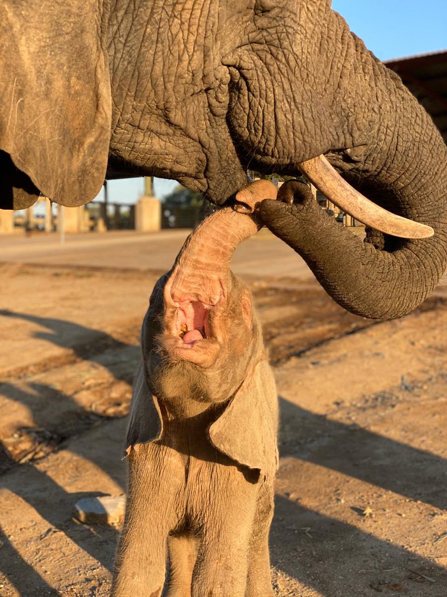 Limpopo being the most attentive allomother ever! 🩷🐘 #flashbacks #limpopothon