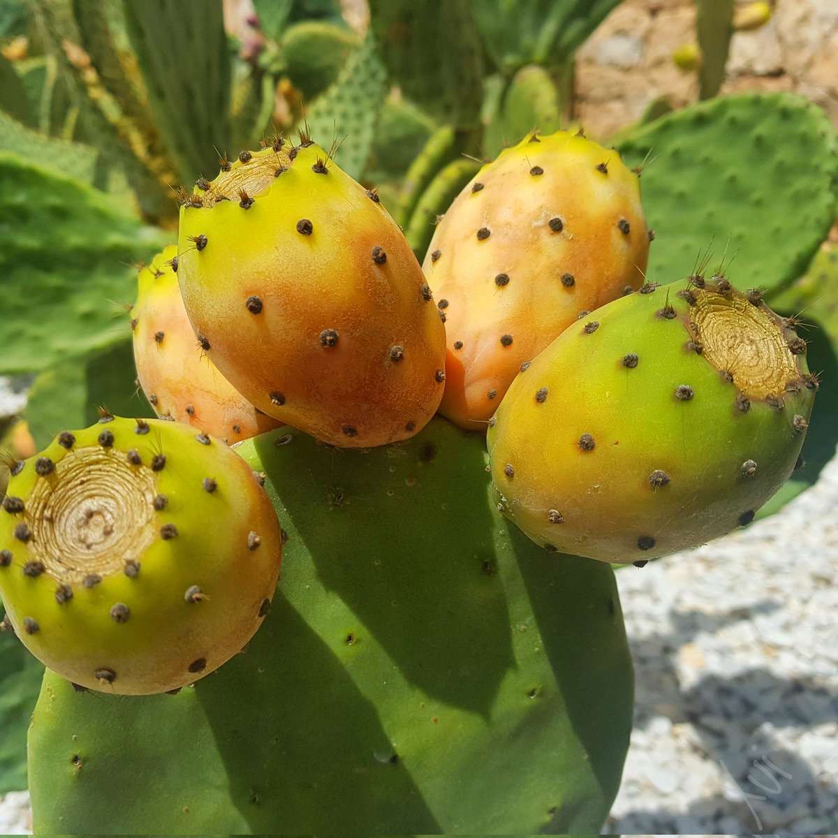 MonEivissa's tweet photo. Encara es poden trobar algunes figueres de pic sanes...poques.
#figadepic #figadepala #figademoro #higochumbo #chumbera #naturepic #nature
#nopal #higuera #palera #penca #tuna #higo https://t.co/sC6vetiICu