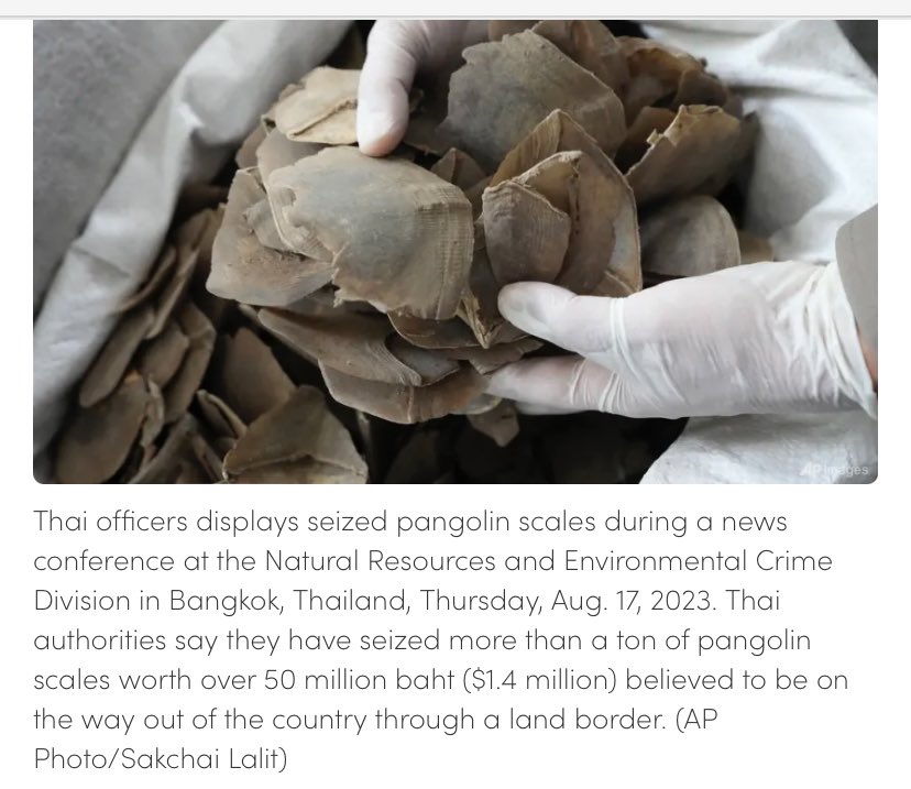 #Thailand seized 1.4tonnes of #pangolin scales - the truck with the scales was reportedly heading out of the country, near the Laos border. Two men confessed to being paid to transport the scales. 
channelnewsasia.com/asia/illegal-w…

In Thai: thaipbs.or.th/news/content/3…