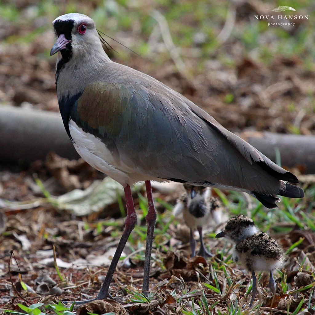 It’s the last day of #CBE7! The beginning was a whirlwind, arriving 26 hours later than expected, 4 hours before my rescheduled presentation. The <a href="/usponline/">USP - Universidade de São Paulo</a> campus has a gorgeous jungle feel and I’ve had a chance to do some birding! Overall a success! #radulasrock #alviniconcha