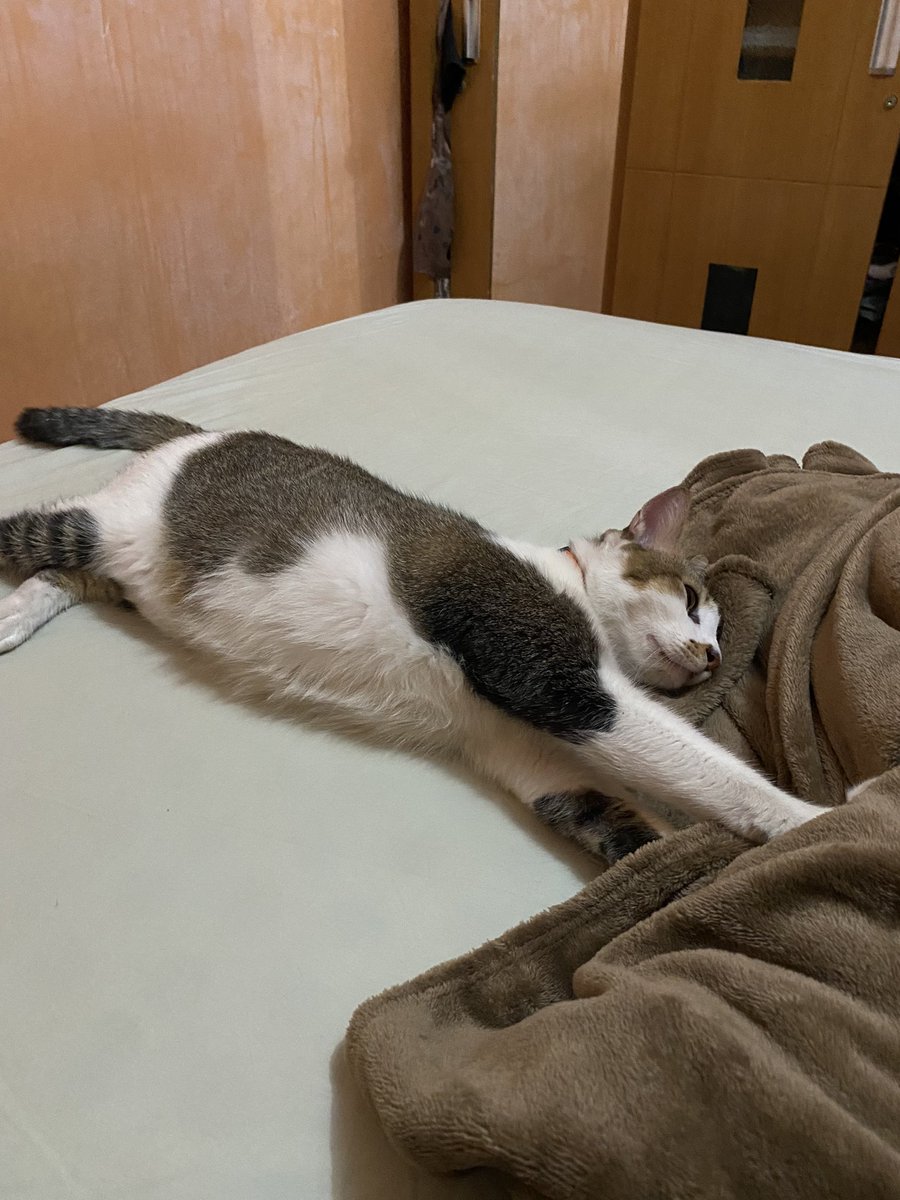 Hai akak, aku udah mendingan nih. Kemarin radang mulut jadi ga nafsu makan dan lemes aja bawaannya. Alhamdulillah kemarin mama bawa aku ke dokter dan jadi enakan. Aku pokoknya paling tersakiti waktu disuntik kemarin, kzl 😡