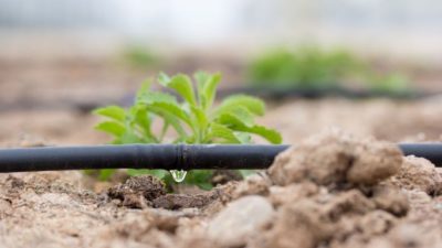 Absolutely! Drip irrigation is a game-changer when it comes to efficient water use. It ensures that every drop nourishes the plant, minimizing water loss compared to other methods. 🌱💧 #SustainableGardening #WaterEfficiency