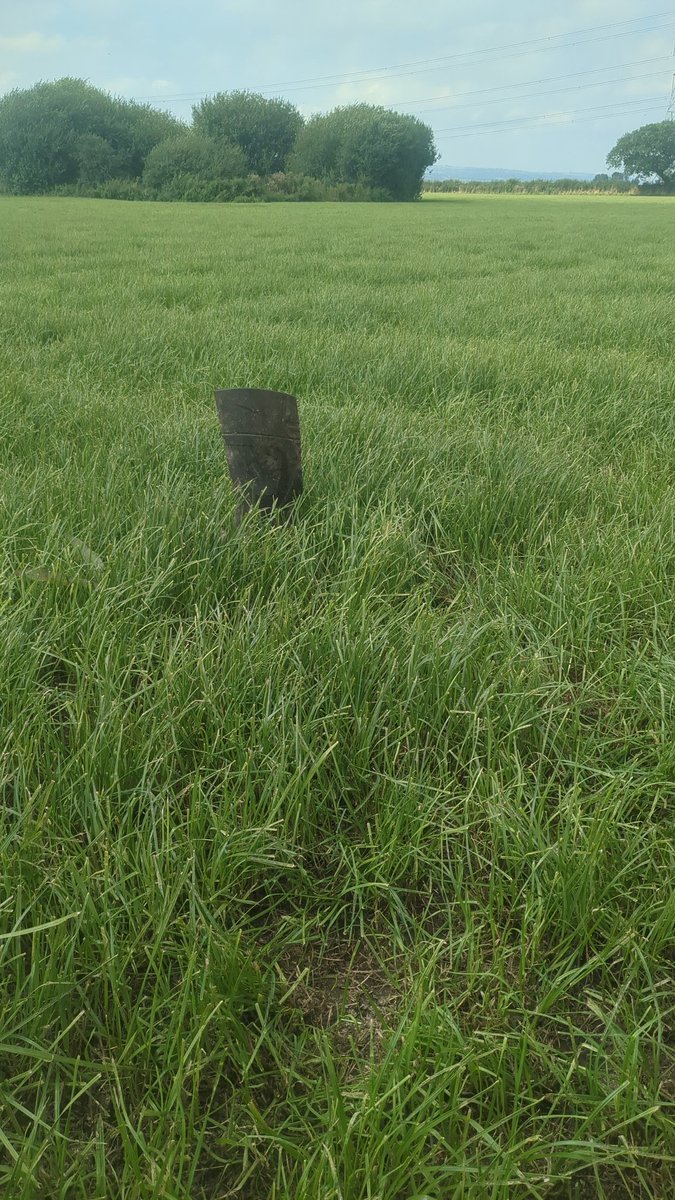 MartinCoar's tweet photo. @EvansTudur That's 8 days regrowth after 4th cut , certainly time for another 2 ! https://t.co/GbuGIfwckX