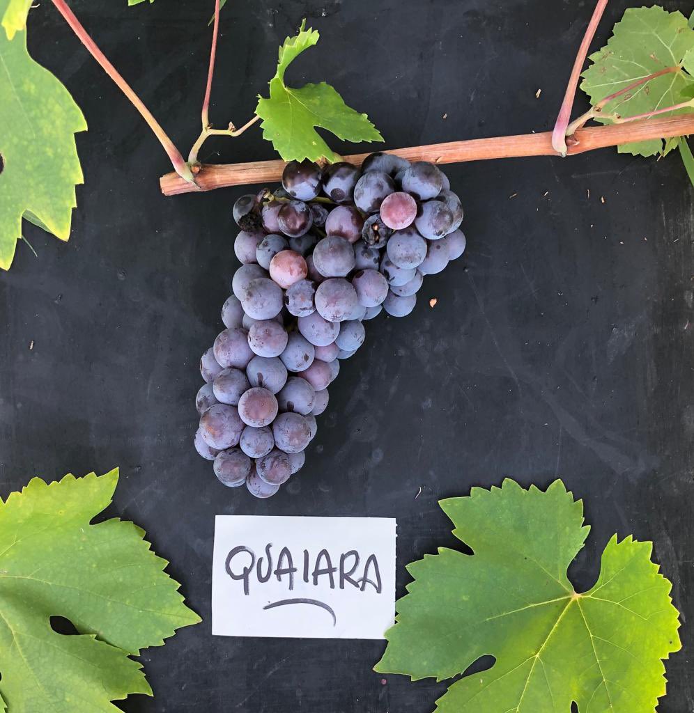 WineNewsIt's tweet photo. Salvare i #vitigni del #passato ... per produrre i #vini del #futuro: ecco il Progetto #Graspo. A #WineNews #AldoLorenzoni e #LuiginoBertolazzi del Progetto G.r.a.s.p.o. e #RiccardoVelasco, direttore #Crea #Viticoltura #Enologia, https://t.co/0yL7pNUW74 https://t.co/eLs9trLPN2