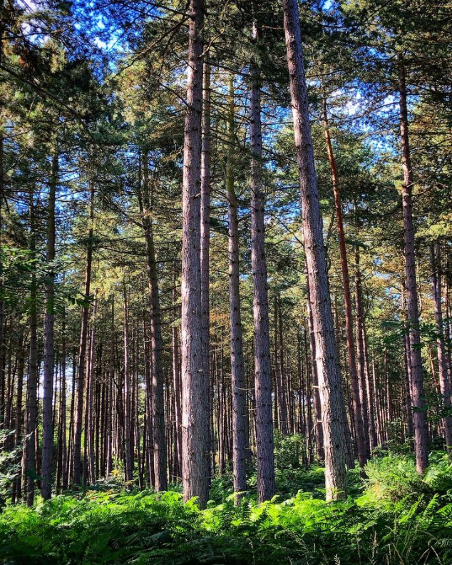 Join us for enriching courses this Autumn! 🍂

🌳 Shinrin Yoku
Forest immersion at Feel Good Gardens, Edwinstowe. Limited spots for Sept &amp; Oct

🧭 Map Reading Made Easy
Navigate route planning and map symbols with confidence

Find out more: bit.ly/3mYvnza
📷 Mitchel Hunt