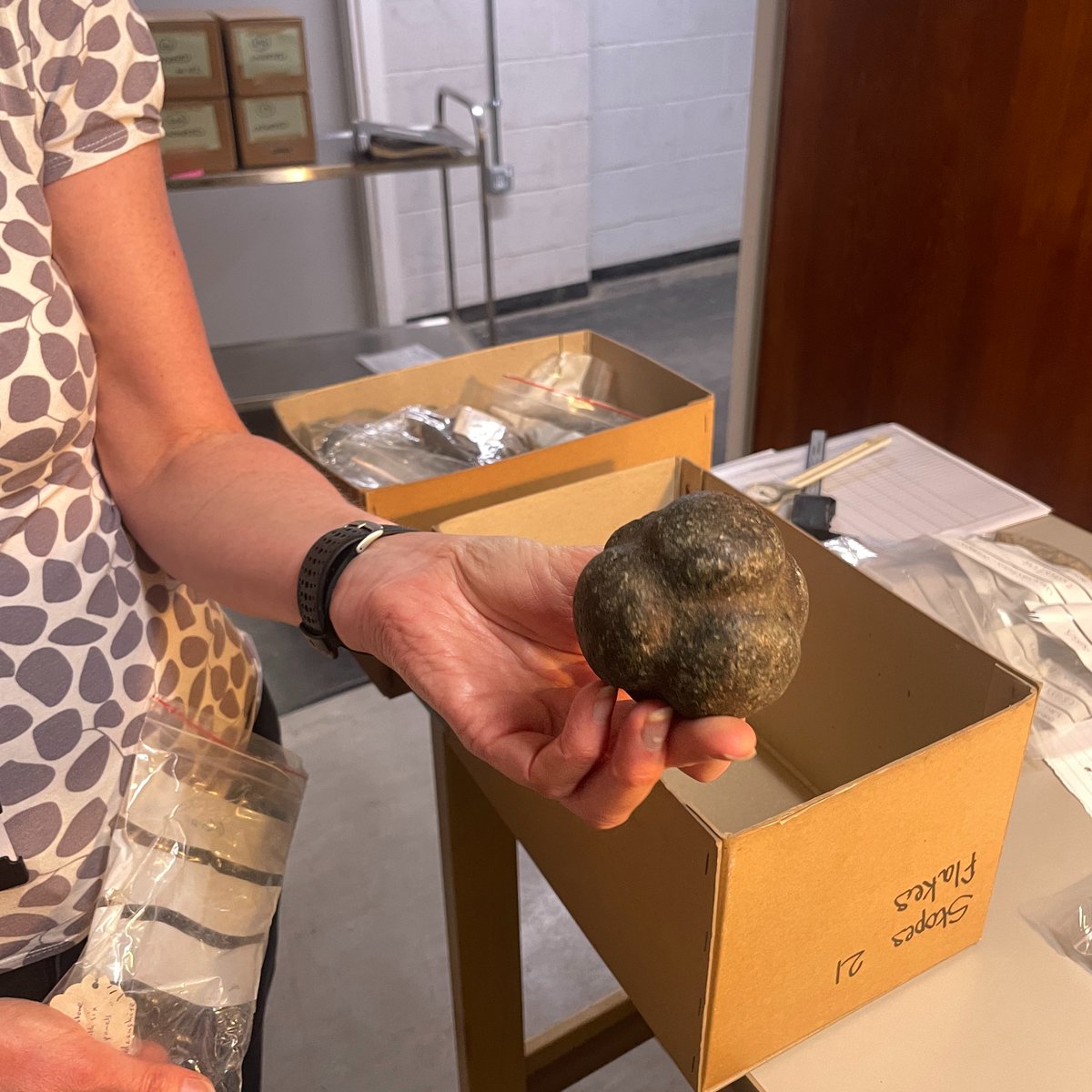 SF_Archaeology's tweet photo. Old collections, new surprises! Volunteers have been busy sorting a big collection of lithics &amp; we couldn't believe it when this Neolithic carved stone ball emerged!

Originally from Aberdeenshire, t'was 1 of >100,000 finds collected by Henry Stopes in the late 1800s #FindsFriday https://t.co/VX8epMmfzI